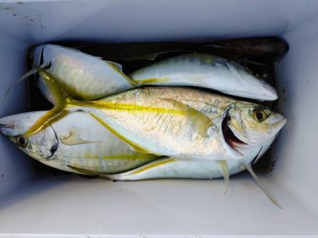 仕事帰りにシマアジ釣り