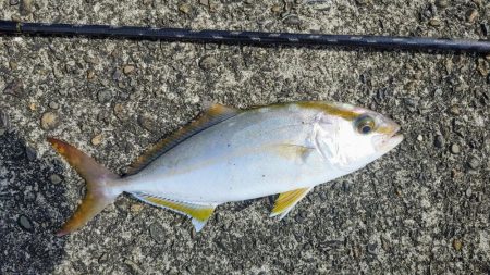 今日も安定のネイリ(苦笑;)