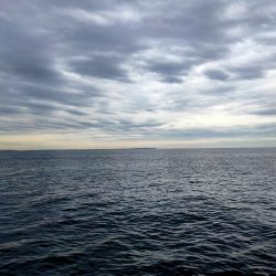 シーバスとアジとセイゴ