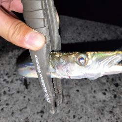 ブリ、アジ、カマス