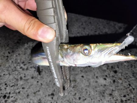 ブリ、アジ、カマス