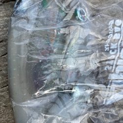 今回も青物狙いでしたが