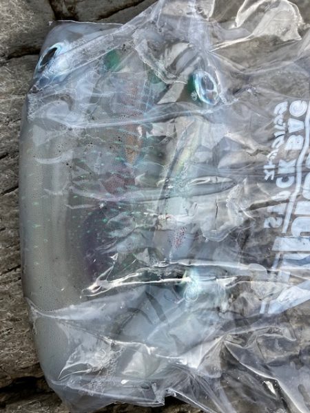 今回も青物狙いでしたが