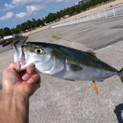 メジロ・メジロ・メジロ・サバサバサバ・アオリイカ