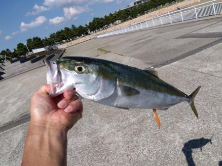 メジロ・メジロ・メジロ・サバサバサバ・アオリイカ