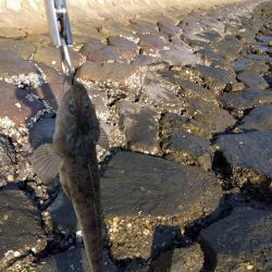 10月初物、嬉しい1匹