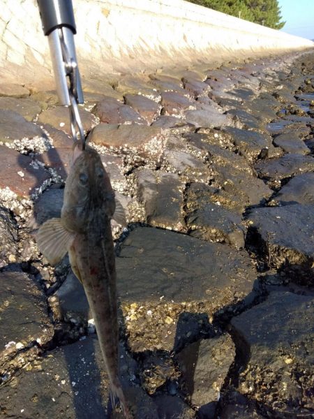 10月初物、嬉しい1匹