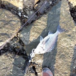 今日も釣れて一安心