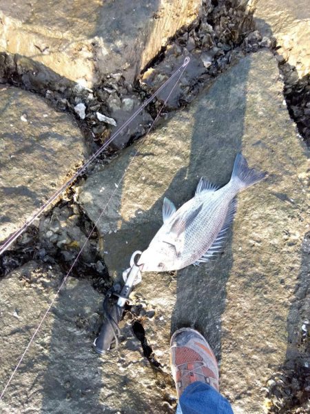 今日も釣れて一安心