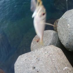 アオリイカ1杯!カマス11匹!小アジ1匹!