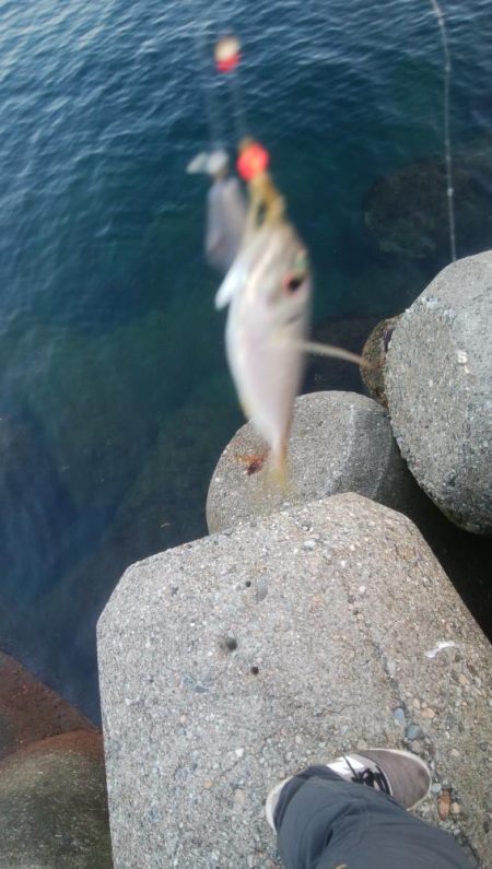 アオリイカ1杯!カマス11匹!小アジ1匹!