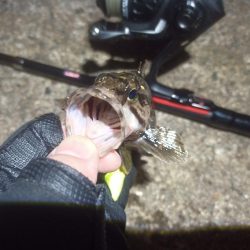 2022/10/05 南港ライトゲーム釣行