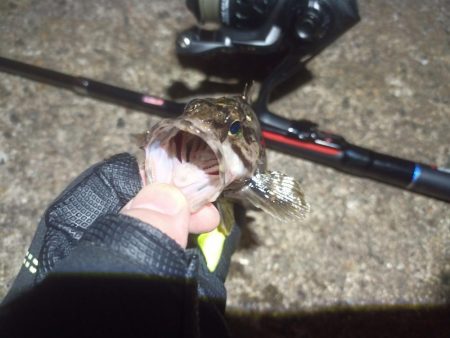 2022/10/05 南港ライトゲーム釣行