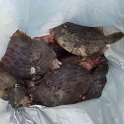 2022/10/08 須磨ライトゲーム釣行