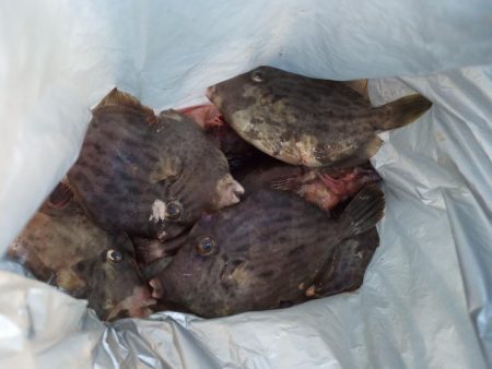 2022/10/08 須磨ライトゲーム釣行…