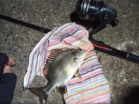 2022/10/12 南港ライトゲーム釣行…