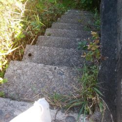 アオリイカ5杯!