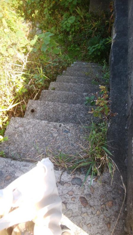 アオリイカ5杯!