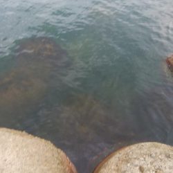 アオリイカ2杯！