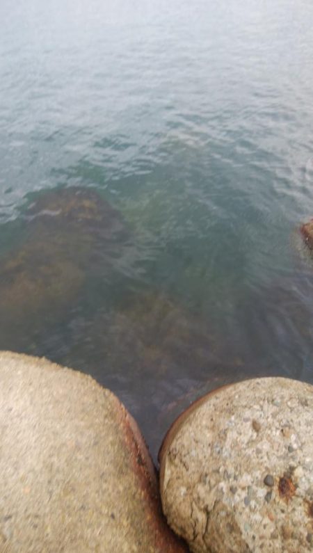 アオリイカ2杯！