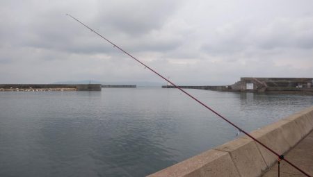 江井ヶ島のキス調査