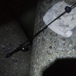 アオリイカ3杯！