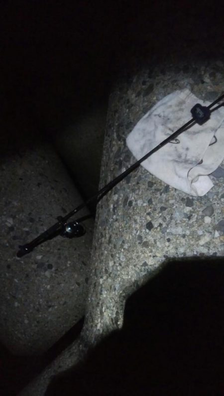 アオリイカ3杯！