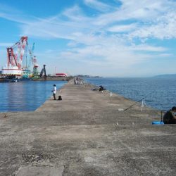 播磨新島のキス調査