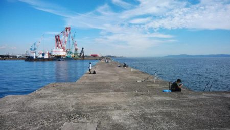 播磨新島のキス調査