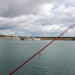 江井ヶ島のキス調査