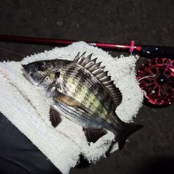 2022/10/29 南港ヘチ釣り釣行