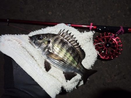 2022/10/29 南港ヘチ釣り釣行