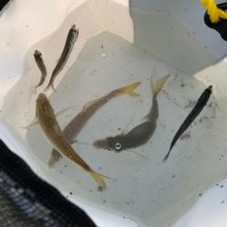 【サビキ釣り】アイゴに注意！カタクチイワシが湧いてます