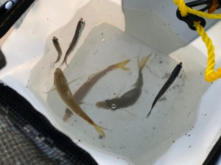 【サビキ釣り】アイゴに注意！カタクチイワシが湧いてます