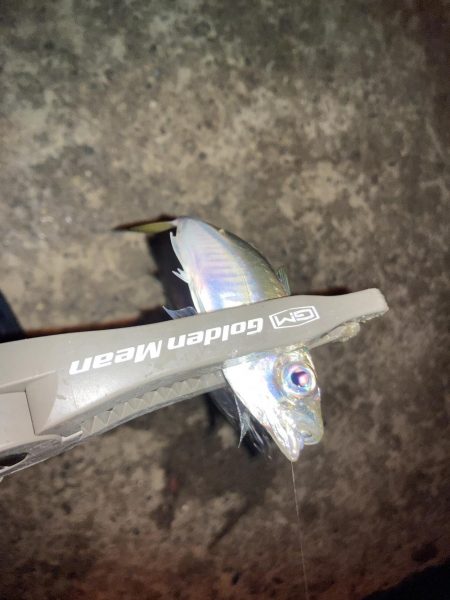 雨後のアジング