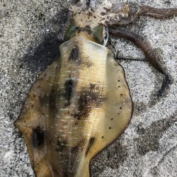 2022 佐渡ヶ島エギング 23回目【10月4日】