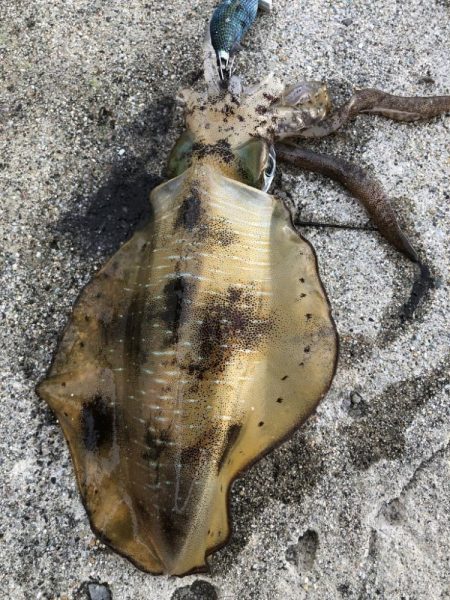 2022 佐渡ヶ島エギング 23回目【10月4日】