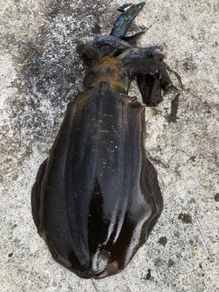 2022 佐渡ヶ島エギング 25回目【10月9日】