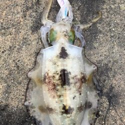 2022 佐渡ヶ島エギング 26回目【10月10日】