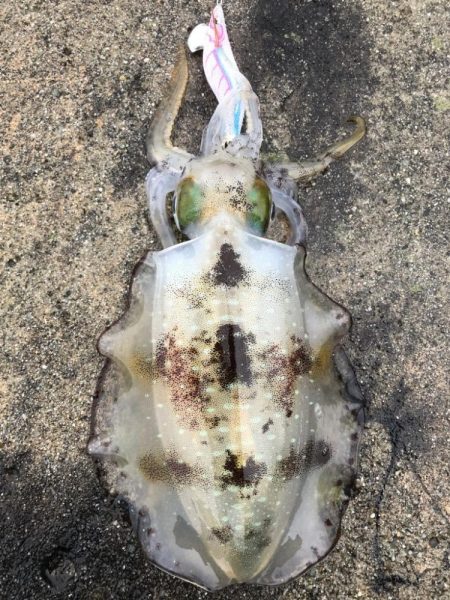 2022 佐渡ヶ島エギング 26回目【10月10日】