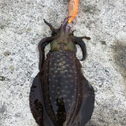 2022 佐渡ヶ島エギング 27回目【10月12日】