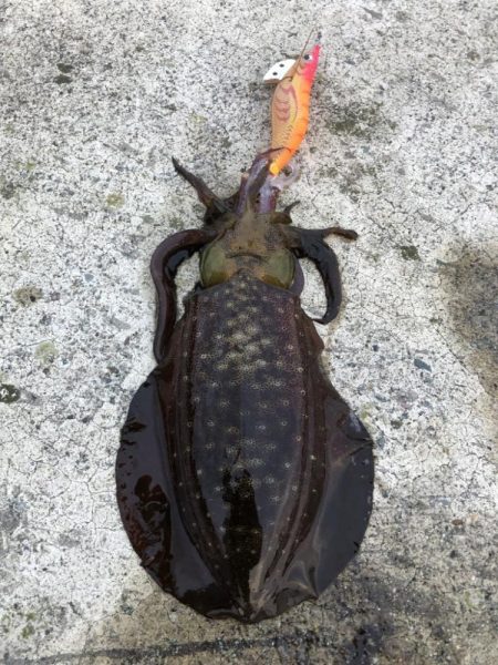 2022 佐渡ヶ島エギング 27回目【10月12日】