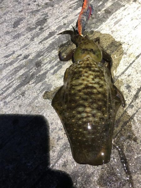 2022 佐渡ヶ島エギング 28回目【10月13日】