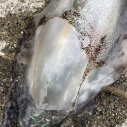 2022 佐渡ヶ島エギング 29回目【10月16日】