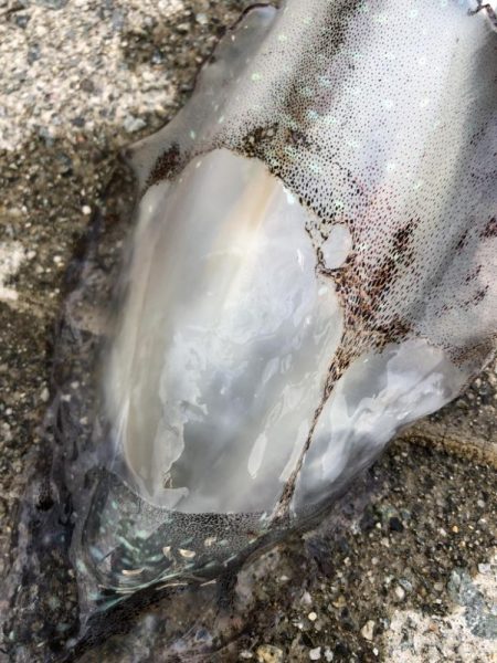 2022 佐渡ヶ島エギング 29回目【10月16日】