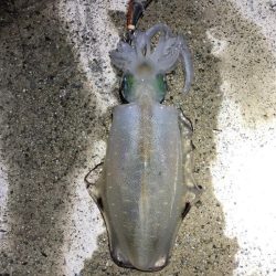 2022 佐渡ヶ島エギング 30回目【10月17日】