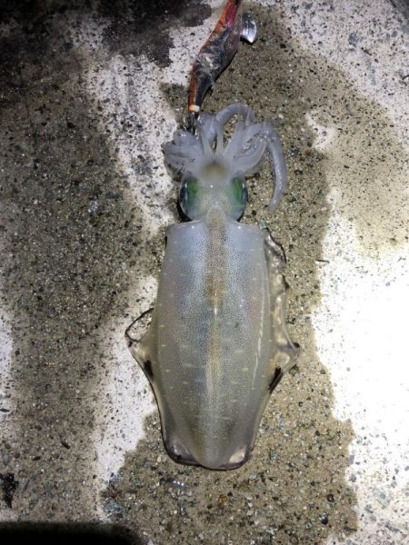 2022 佐渡ヶ島エギング 30回目【10…