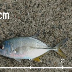 エビ撒き釣りで五目釣り♪