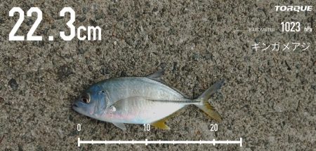 エビ撒き釣りで五目釣り♪