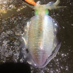 2022 佐渡ヶ島エギング 20回目【9月30日】